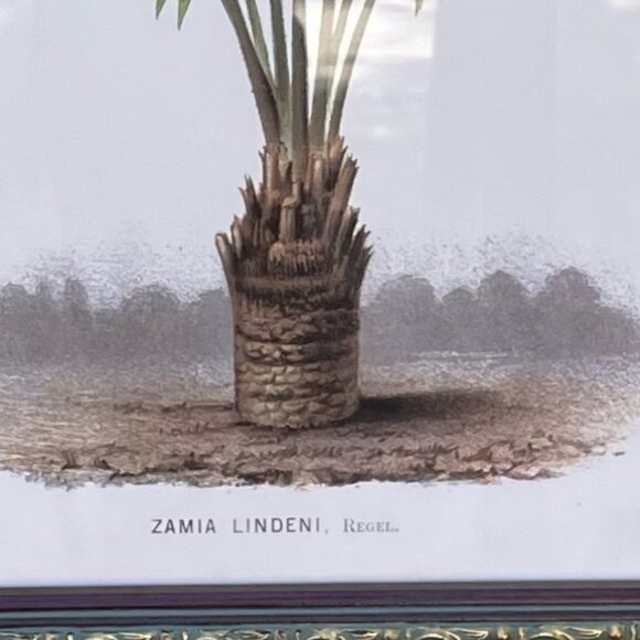 Framed Botanical Print Illustration 22'" x 17.5" - Picture 4 of 8